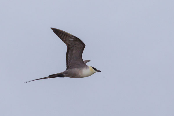 Helle Morphe der Falkenraubmöwe (Stercorarius longicaudus)