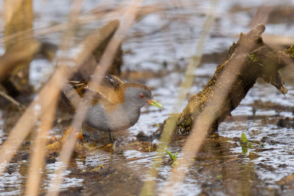 Männliches Kleinsumpfhuhn (Zapornia parva) such am Rand eines Sees nach Nahrung.