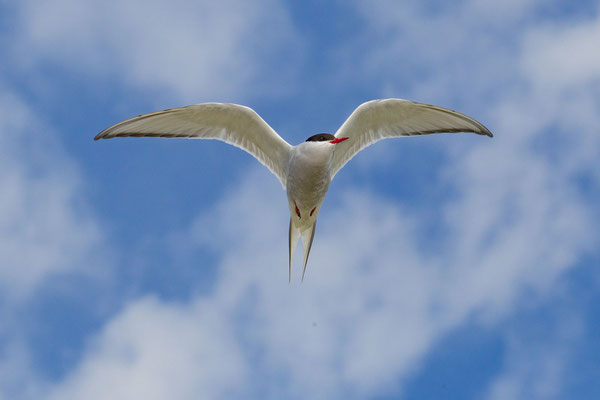 Aggressive Küstenseeschwalbe (Sterna paradisaea) am Brutplatz im norwegischen Varanger