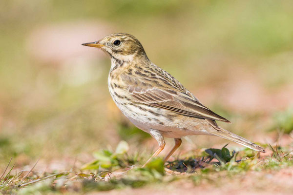 Wiesenpieper (Anthus pratensis)