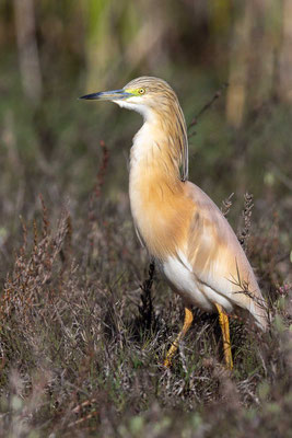 Rallenreiher (Ardeola ralloides)