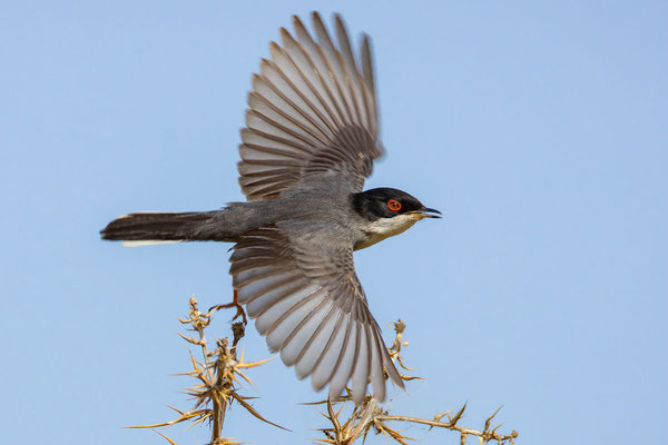 Männlich Samtkopf-Grasmücke (Sylvia melanocephala) fliegt über einen Busch.