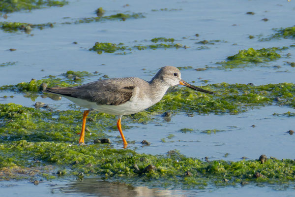 Terekwasserläufer (Xenus cinereus); Oman (Dezember 2025)  