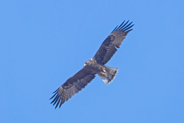 Zwergadler (Hieraaetus pennatus), dunkle Morphe.