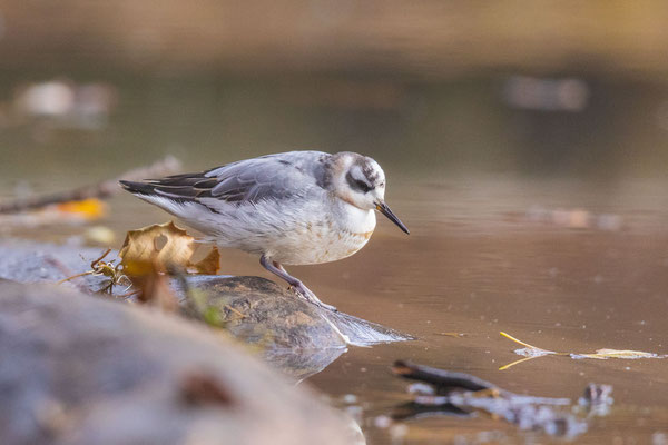 Thorshühnchen (Phalaropus fulicarius) im Schlichkleid während des Wegzuges im Landkreis Marburg-Biedenkopf