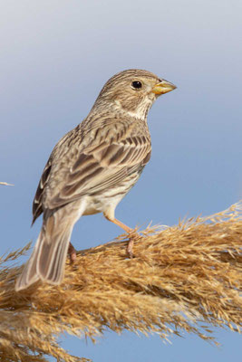 Grauammer (Emberiza calandra)