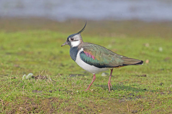 Kiebitz (Vanellus vanellus), Männchen