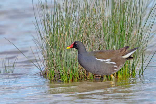 Teichhuhn (Gallinula chloropus) steht im Wasser vor einer Grassode.