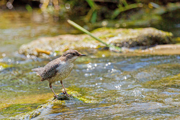 Wasseramsel (Cinclus cinclus), Jungvogel