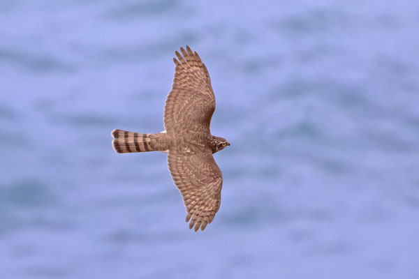 Sperber (Accipiter nisus), Männchen von oben