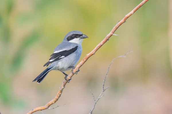 Raubwürger (Lanius excubitor koenigi)