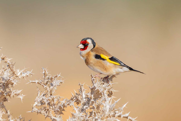 Stieglitz (Carduelis carduelis)