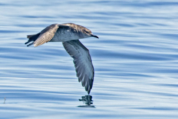 Balearensturmtaucher (Puffinus mauretanicus) im Flug in der französischen Biskaya.