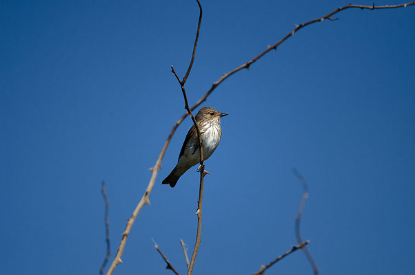 Grauschnäpper (Muscicapa striata), Foto: Viola Wege