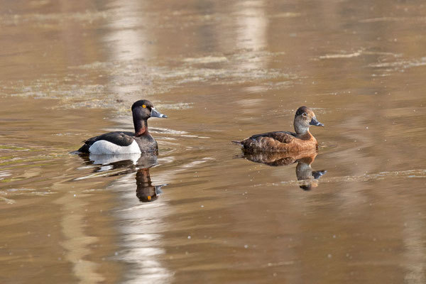 Männliche und weibliche Ringschnabelente (Aythya collaris)