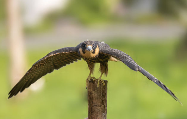 Baumfalke (Falco subbuteo), Jungvogel