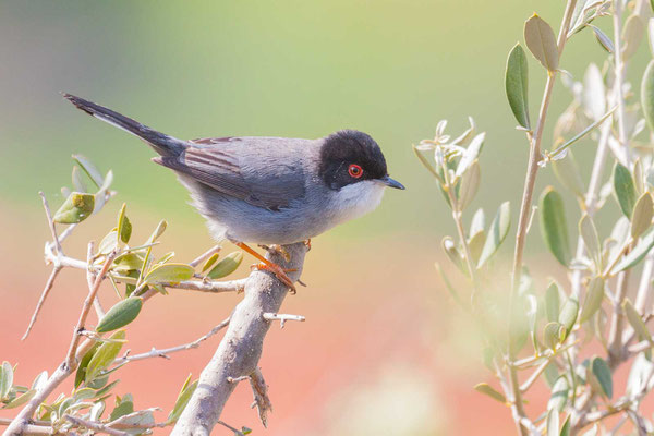 Männlich Samtkopf-Grasmücke (Sylvia melanocephala) sitz auf einem Strauch. 