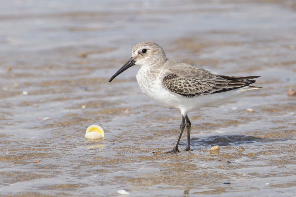 Alpenstrandläufer (Calidris alpina); Schlichtkleid; Oman (Dezember 2025)