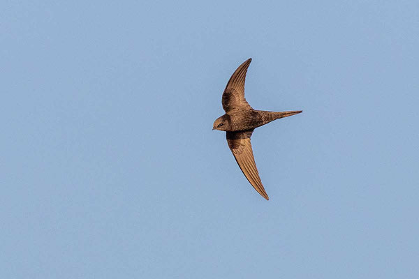 Mauersegler (Apus apus) im Flug