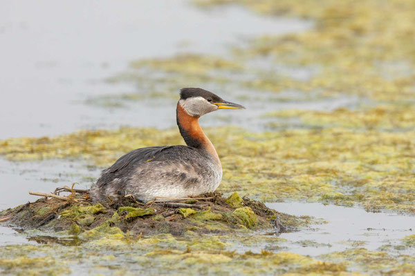 Rothalstaucher (Podiceps grisegena) im Prachtkleid auf dem Nest