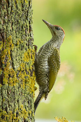 Junger männlicher Grünspecht (Picus viridis), sitzt an einem Baum