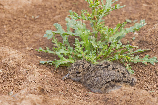 Kiebitz (Vanellus vanellus), Pulli, drückt sich bei Gefahr flach auf den Boden.