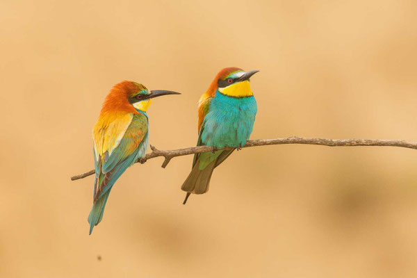 Bienenfresser (Merops apiaster), Paar sitzend