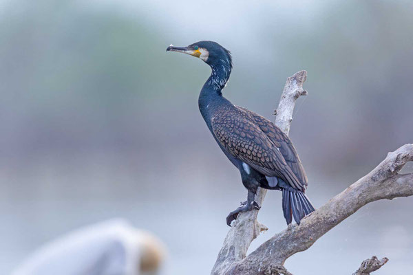 sitzender Kormoran (Phalacrocorax carbo)