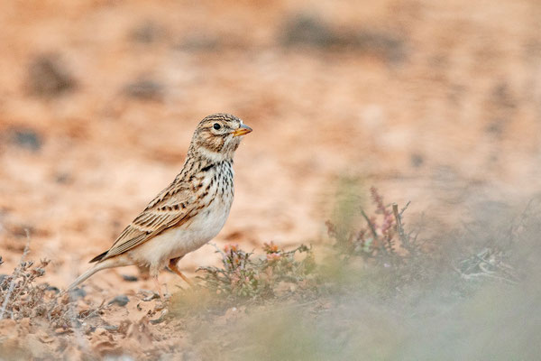 Stummellerche (Alaudala rufescens)