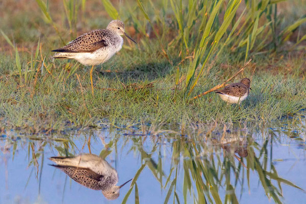 Teichwasserläufer (Tringa stagnatilis) 