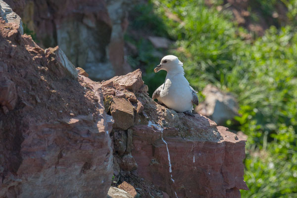 Eissturmvogel (Fulmarus glacialis)  Brutpaar im Helgoländer Lummenfelsen