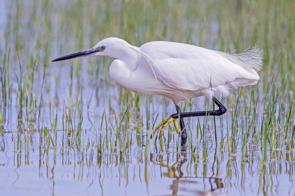 Seidenreiher (Egretta garzetta) im Parc natural de s’Albufera de Mallorca