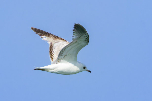 Subadulte Sibirische Sturmmöwe (Larus canus heinei), Oman (Dezember 2025), im Flug, zu sehen sind die Flügelunterseiten.