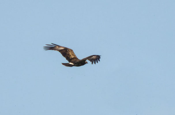 Schreiadler (Clanga pomarina) im Flug von oben.