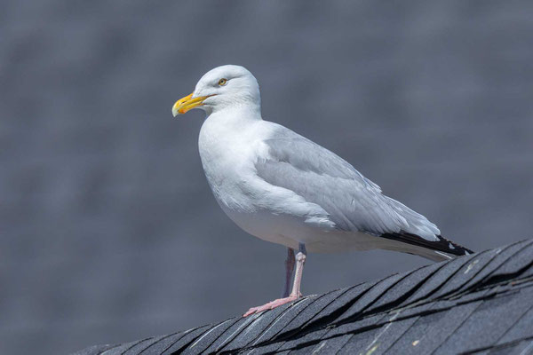 Kanadamöwe (Larus smithsonianus), Adult