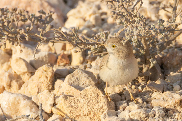 Wüstengrasmücke (Curruca nana), Oman (Dezember 2025) an einem Jochblattgewächs (Zygophyllum qatarense).