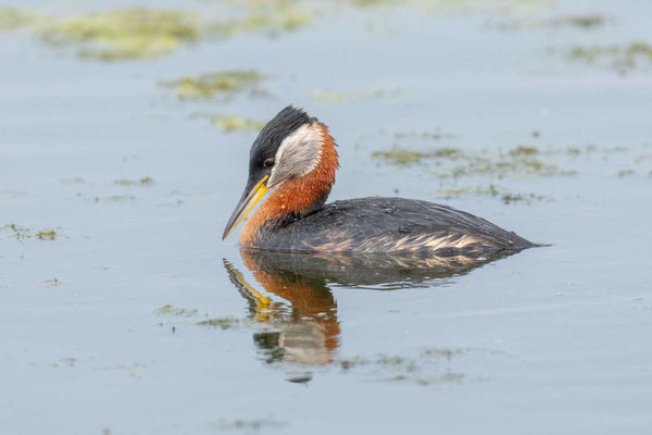 Rothalstaucher (Podiceps grisegena) im Prachtkleid