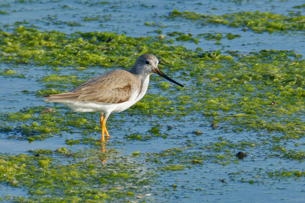 Terekwasserläufer (Xenus cinereus); Oman (Dezember 2025)  