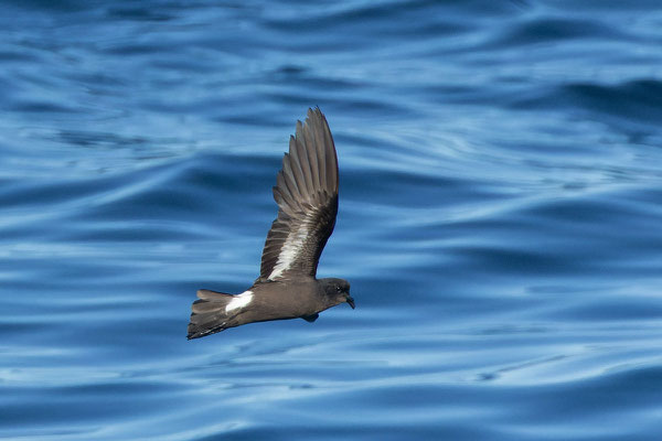 Sturmwellenläufer (Hydrobates pelagicus) im Flug, Blick auf die Unterseite.