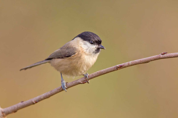 Weidenmeise (Poecile montanus)