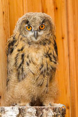 Uhu (Bubo bubo), Jungvogel