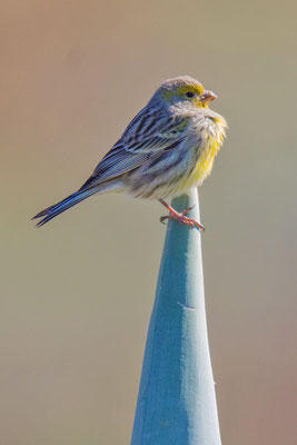 Kanarengirlitz (Serinus canaria)