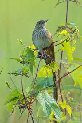 Schlagschwirl (Locustella fluviatilis) 