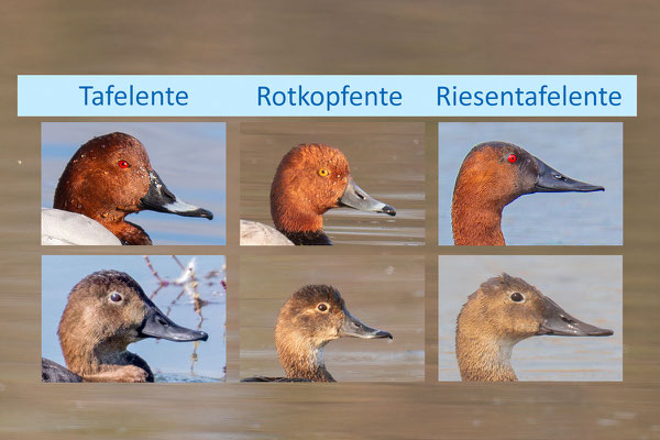 Unterschied zwischen Tafelente, Rotkopfente und Riesentafelente.