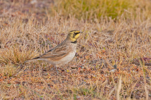 Ohrenlerche (Eremophila alpestris)