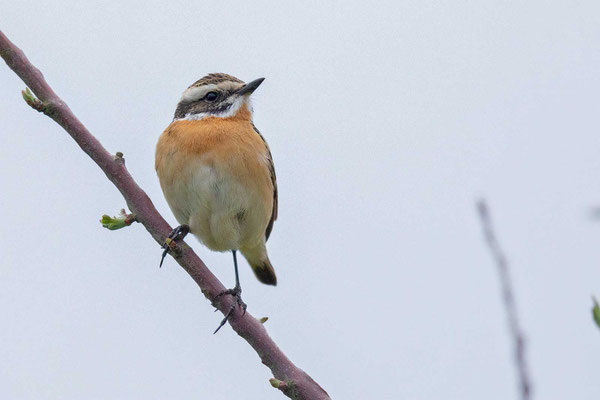 Braunkehlchen (Saxicola rubetra)