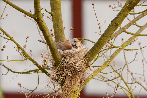 Wacholderdrossel (Turdus pilaris) sitzt im Nest. 