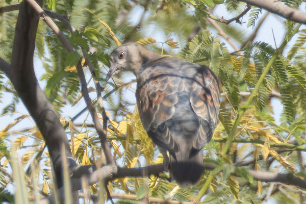 Orientturteltaube (Streptopelia orientalis), sitzt in einer Mimose. Oman (Januar 2026).