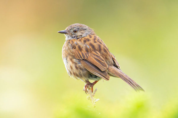 Heckenbraunelle (Prunella modularis) sitzt auf einem Busch
