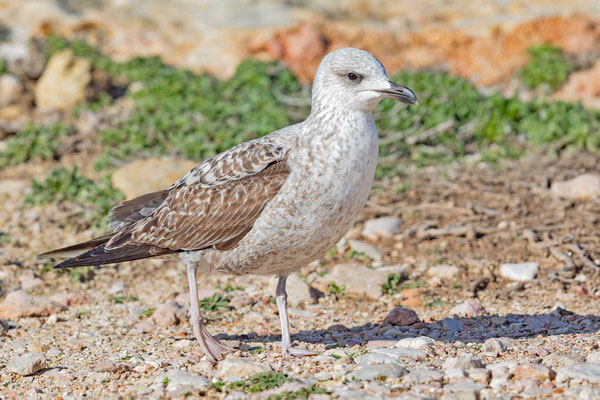 Mittelmeermöwe (Larus michahellis) im ersten Winter